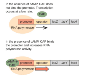 AP Biology slyacademy.com